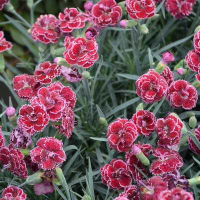 spring-dianthus-8
