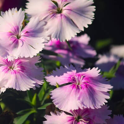 spring-dianthus-9