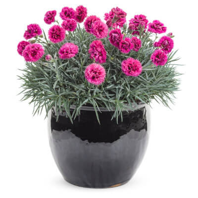 spring-dianthus
