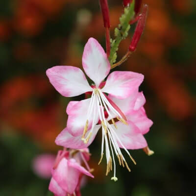 spring-gaura-1