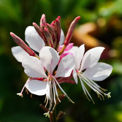 spring-gaura-2