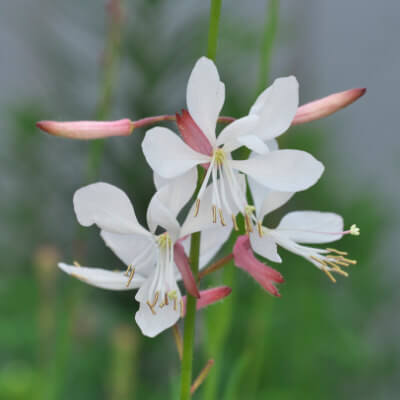 spring-gaura-3