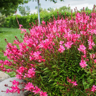 spring-gaura-4