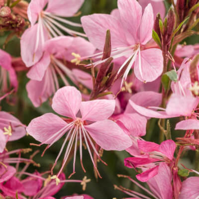 spring-gaura-5