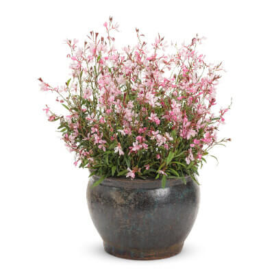 spring-gaura