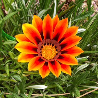 spring-gazania-1