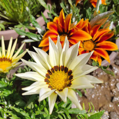 spring-gazania-5