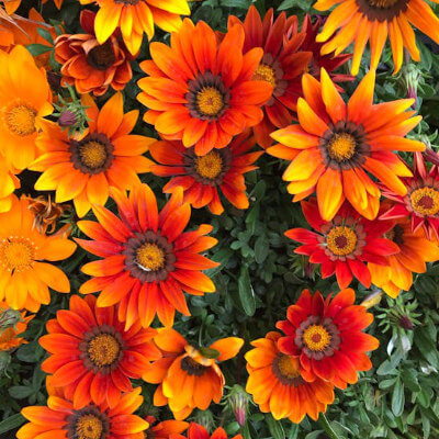 spring-gazania-6