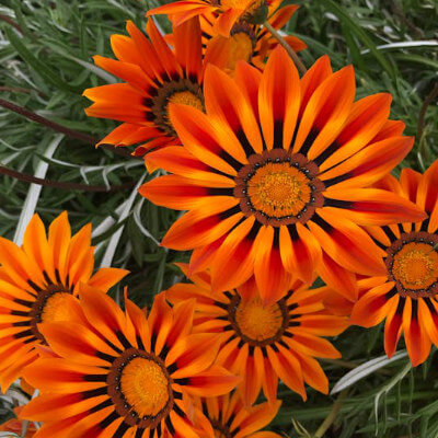 spring-gazania-7