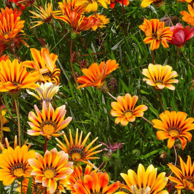 spring-gazania-8