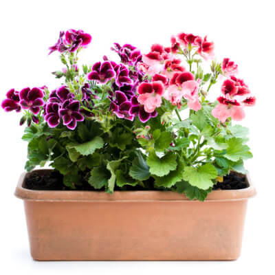 spring-geranium