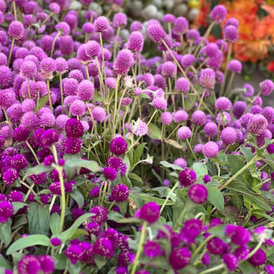 spring-gomphrena-3