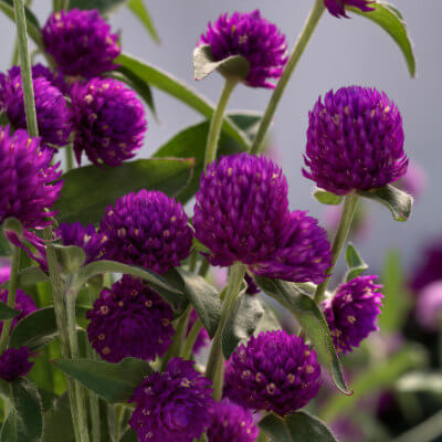spring-gomphrena-6