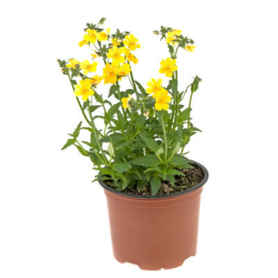 spring-greenandgold