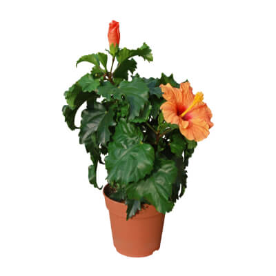 spring-hibiscus