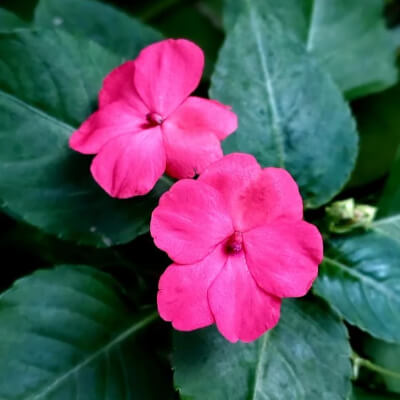 spring-impatiens-4