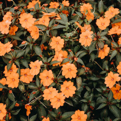 spring-impatiens-7