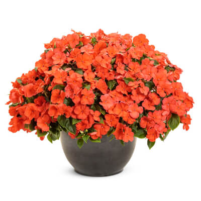 spring-impatiens