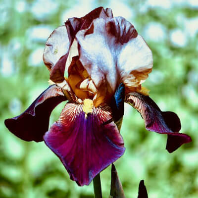 spring-iris-10