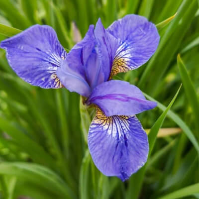 spring-iris-9
