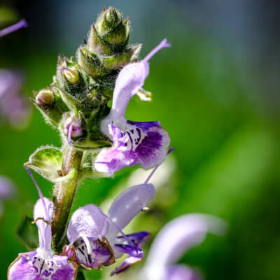 spring-lamium-9