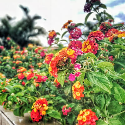 spring-lantana-10