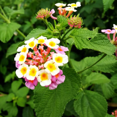 spring-lantana-12