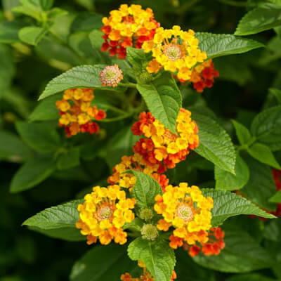 spring-lantana-5