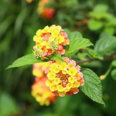 spring-lantana-6