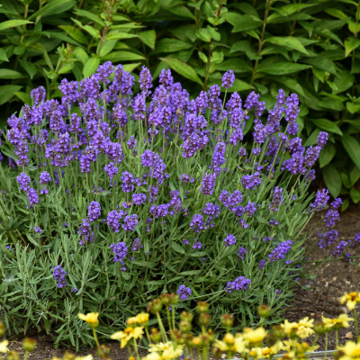 spring-lavender-6