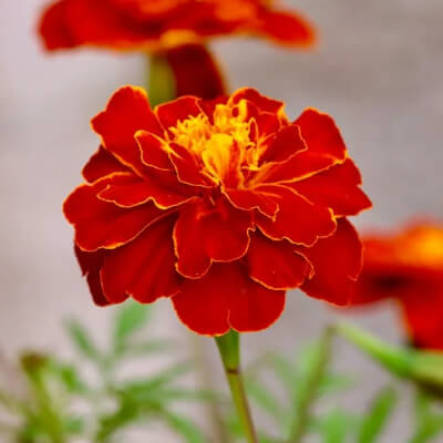 spring-marigold-6
