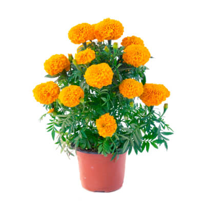 spring-marigold
