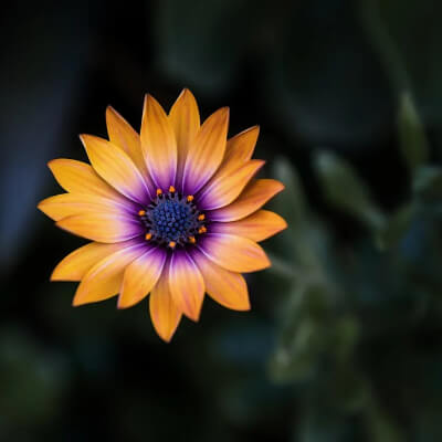 spring-osteospermum-4