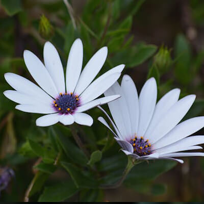 spring-osteospermum-5