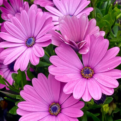 spring-osteospermum-6