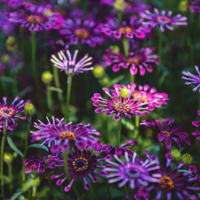 spring-osteospermum-7