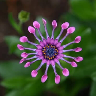 spring-osteospermum-9