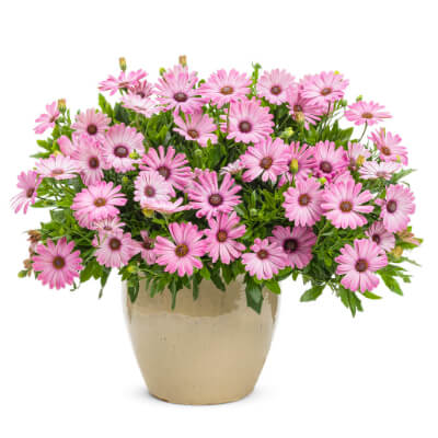 spring-osteospermum