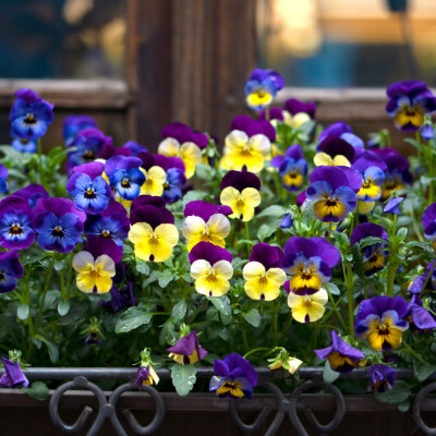 spring-pansy-0