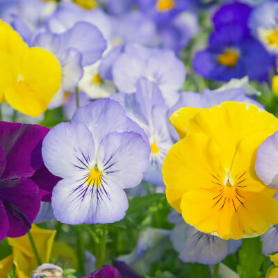 spring-pansy-1
