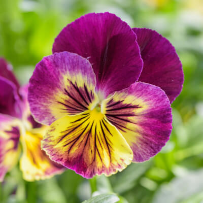 spring-pansy-2