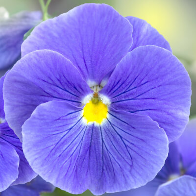 spring-pansy-3
