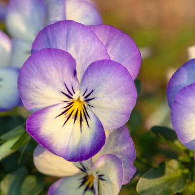 spring-pansy-4