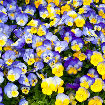 spring-pansy-5