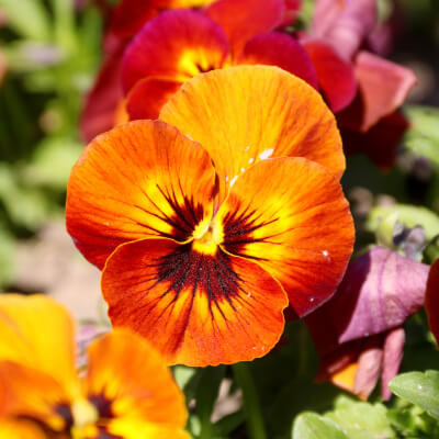 spring-pansy-6