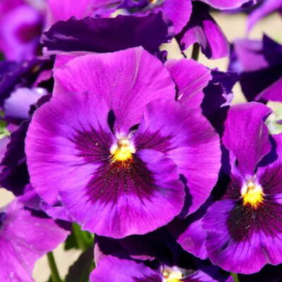 spring-pansy-7