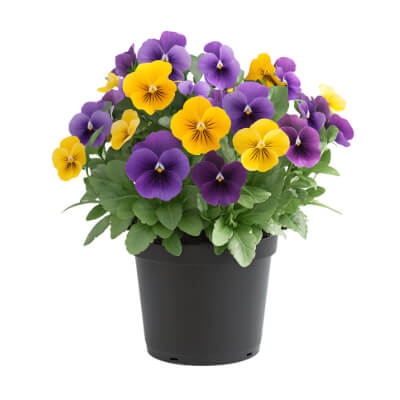 spring-pansy