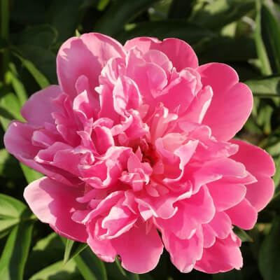 spring-peony-2