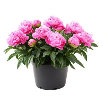 spring-peony