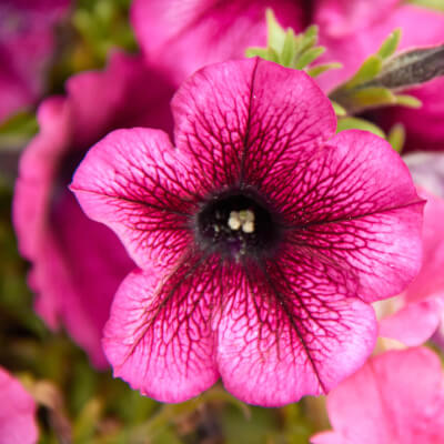 spring-petunia-0